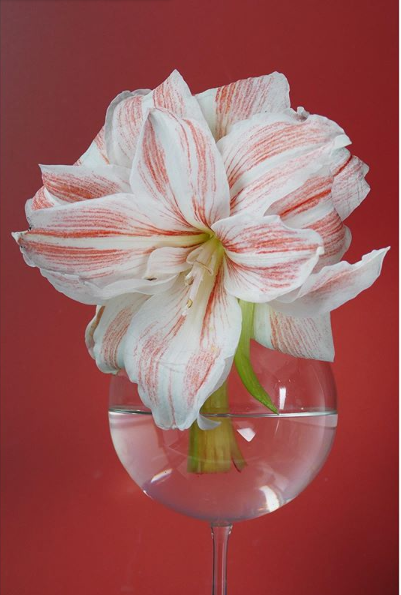 Anna Condo - Photographe