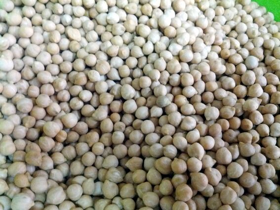 8 aliments riches en protéines végétales, pour Sébastien Dubusse, blog Musculation/Fitness Passion