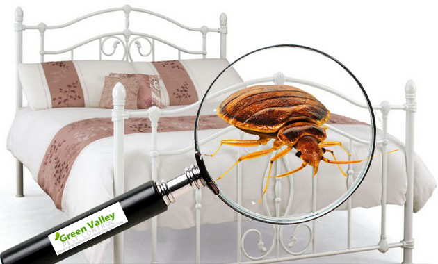 Bed bug control Vancouver 