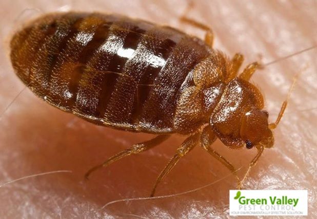 Bed Bug control Vancouver