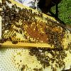 capacité d'adaptation