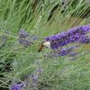 un autre prédateur des abeilles ?