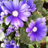 Le pouvoir des fleurs