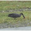 sortie marais du 19 août 2017