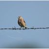 sortie marais 1er - 3 et 10 septembre 2017