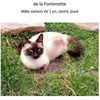 Chat perdu à Echenoz