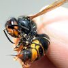 Dards de frelons et d'abeilles