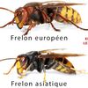 Reconnaître le frelon Asiatique