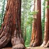 LIEU MYSTIQUE : Les arbres géants du parc national de Sequoia - Californie