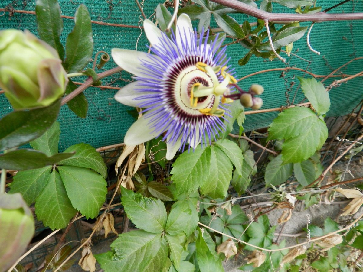 LA FLEUR DE LA PASSION.