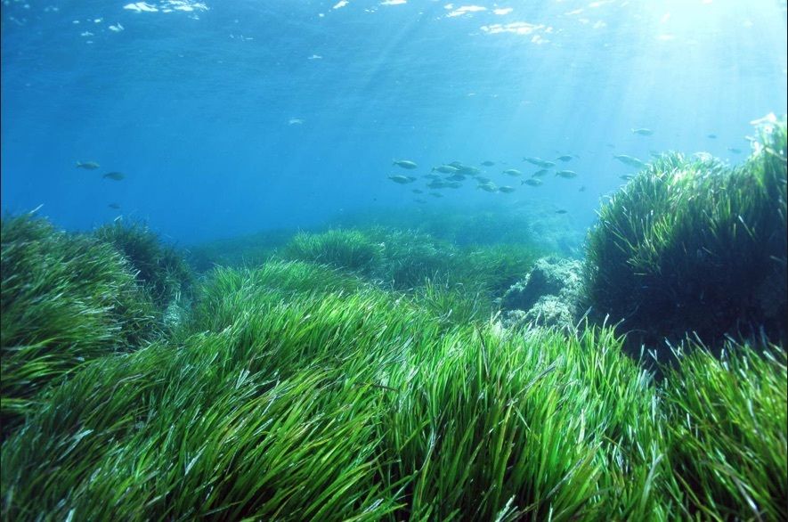 Un herbier de posidonie (Posidonia oceanica). Au loin, un banc de saupes (Sarpa salpa), un poisson herbivore consommateur des feuilles de posidonie. © Sandrine Ruitton, tous droits réservés, reproduction interdite