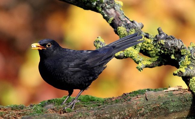 A MÈRULA : LE DÉFENSEUR DES OISEAUX.