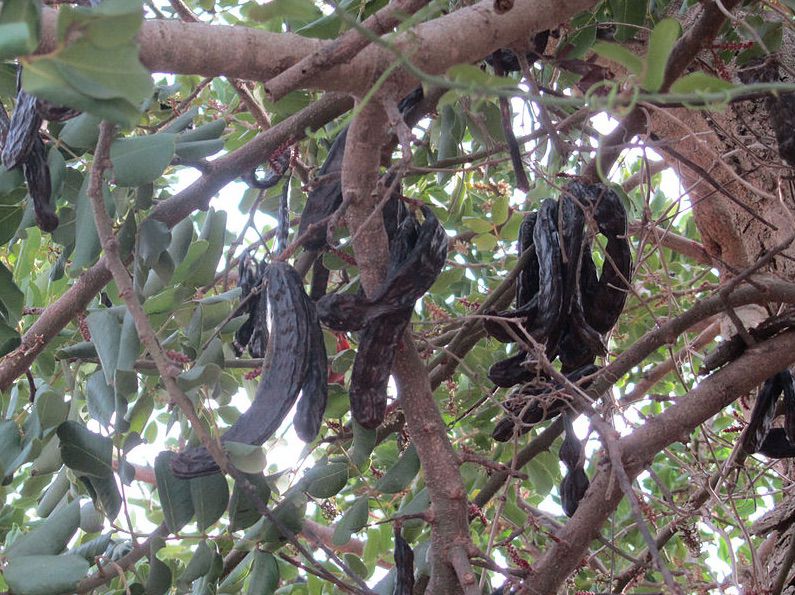 Fruits murs de caroubier (Ceratonia siliqua) pendants sur l'arbre. Photo : Roger prat