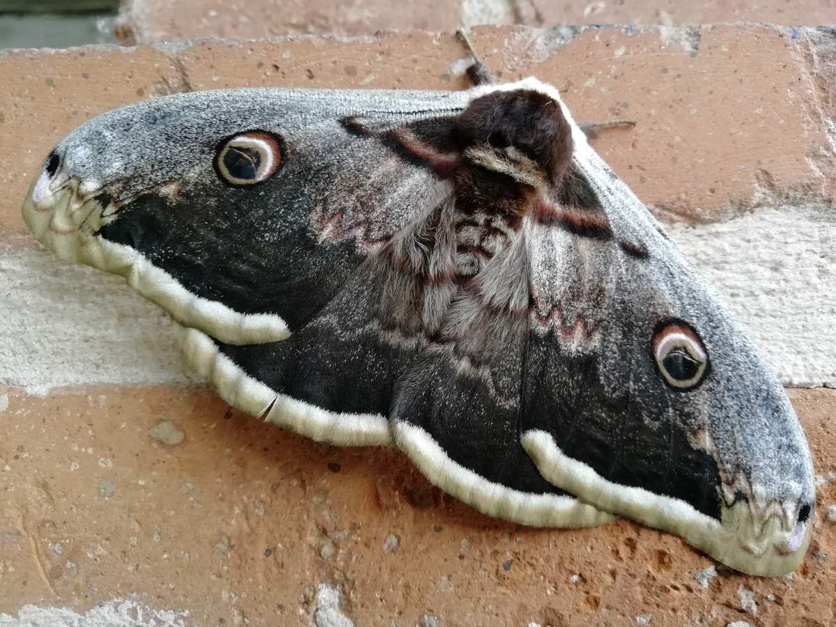 LE GRAND PAON DE NUIT ASSOCIATION APIFERA SCIENCES NATURELLES LE GRAND PAON DE NUIT ASSOCIATION APIFERA SCIENCES NATURELLES