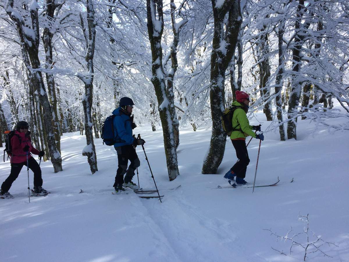 et à travers une superbe hêtraie d’altitude, guidée par les filles, nous prenons la direction du haut de la piste de ski alpin de la Schlucht.