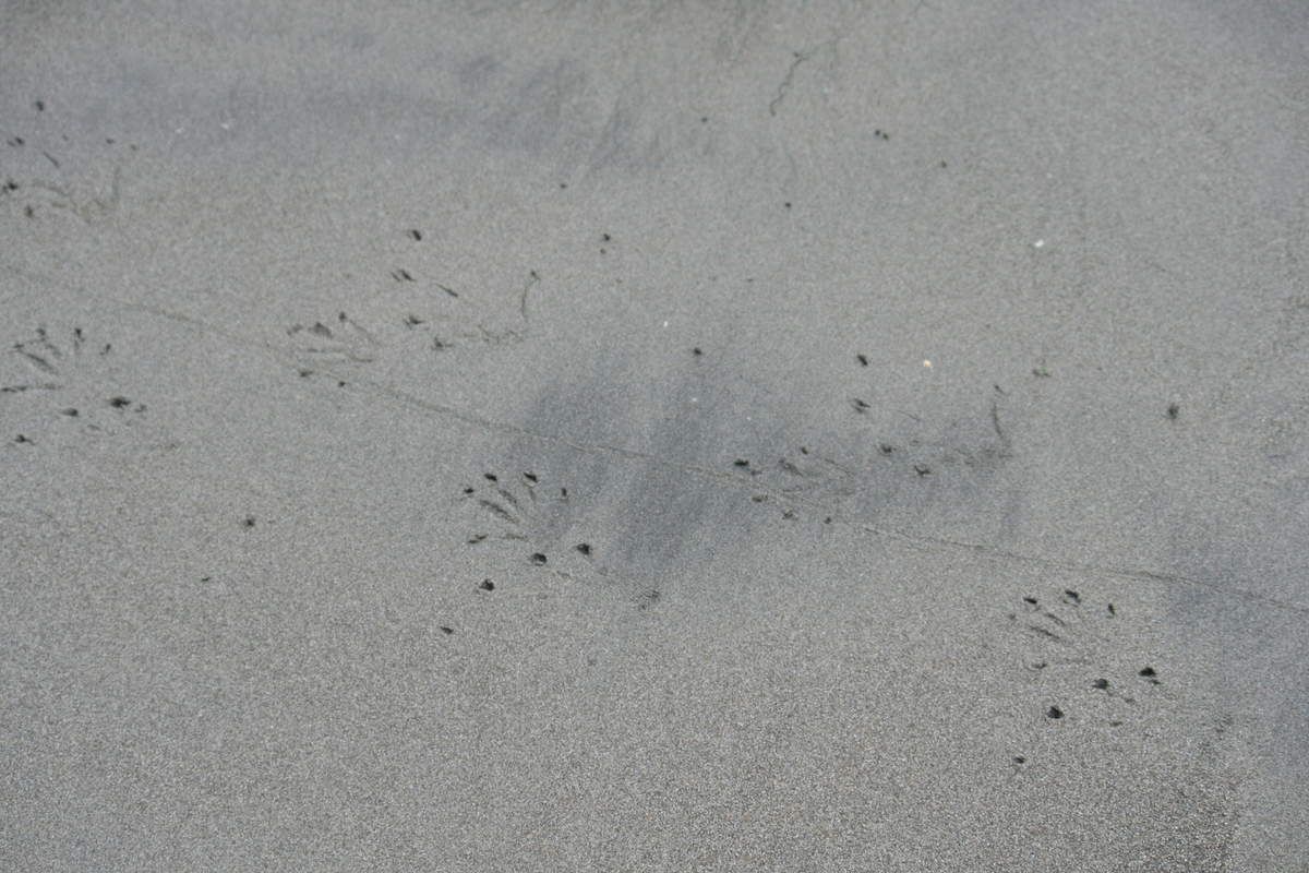 Manuel Antonio Thomas et Camille autour du monde