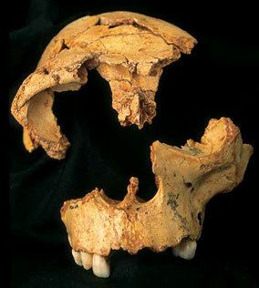 homo antecessor atapuerca
