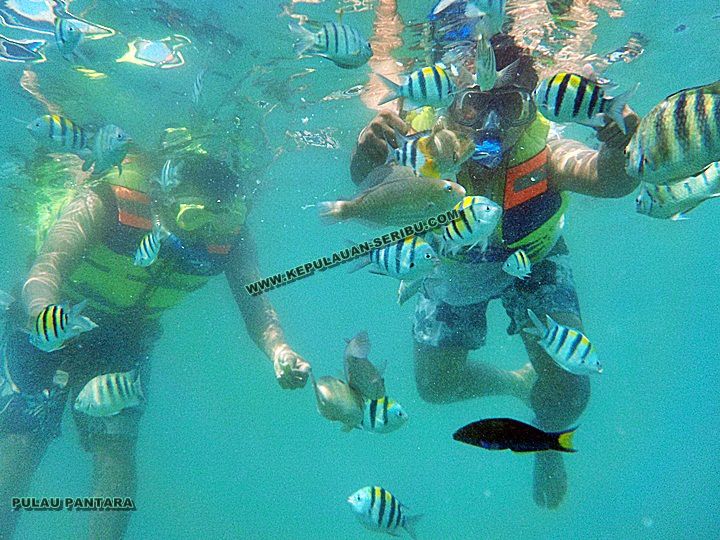 Snorkeling Pulau Pantara Resort