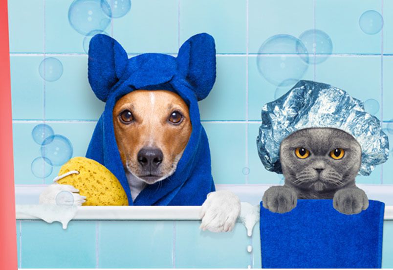 cat and dog spa