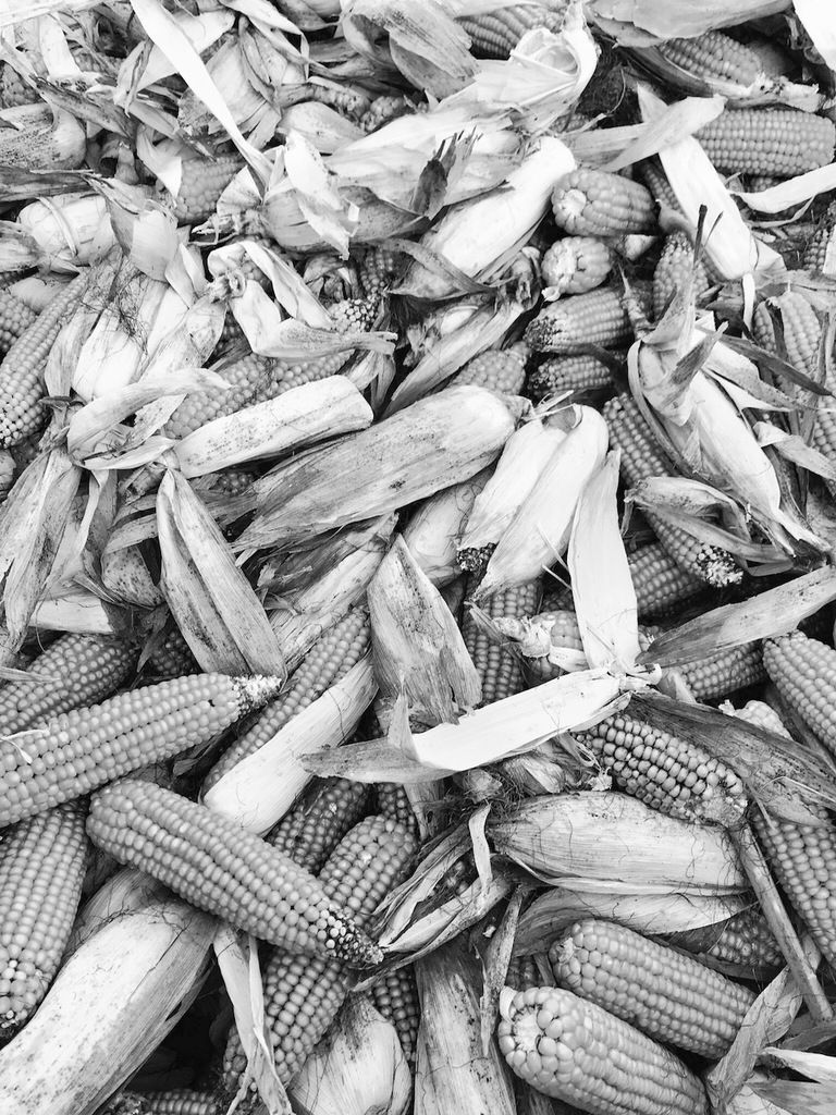 Le long travail du maïs en Lauragais au fil des mois d'automne