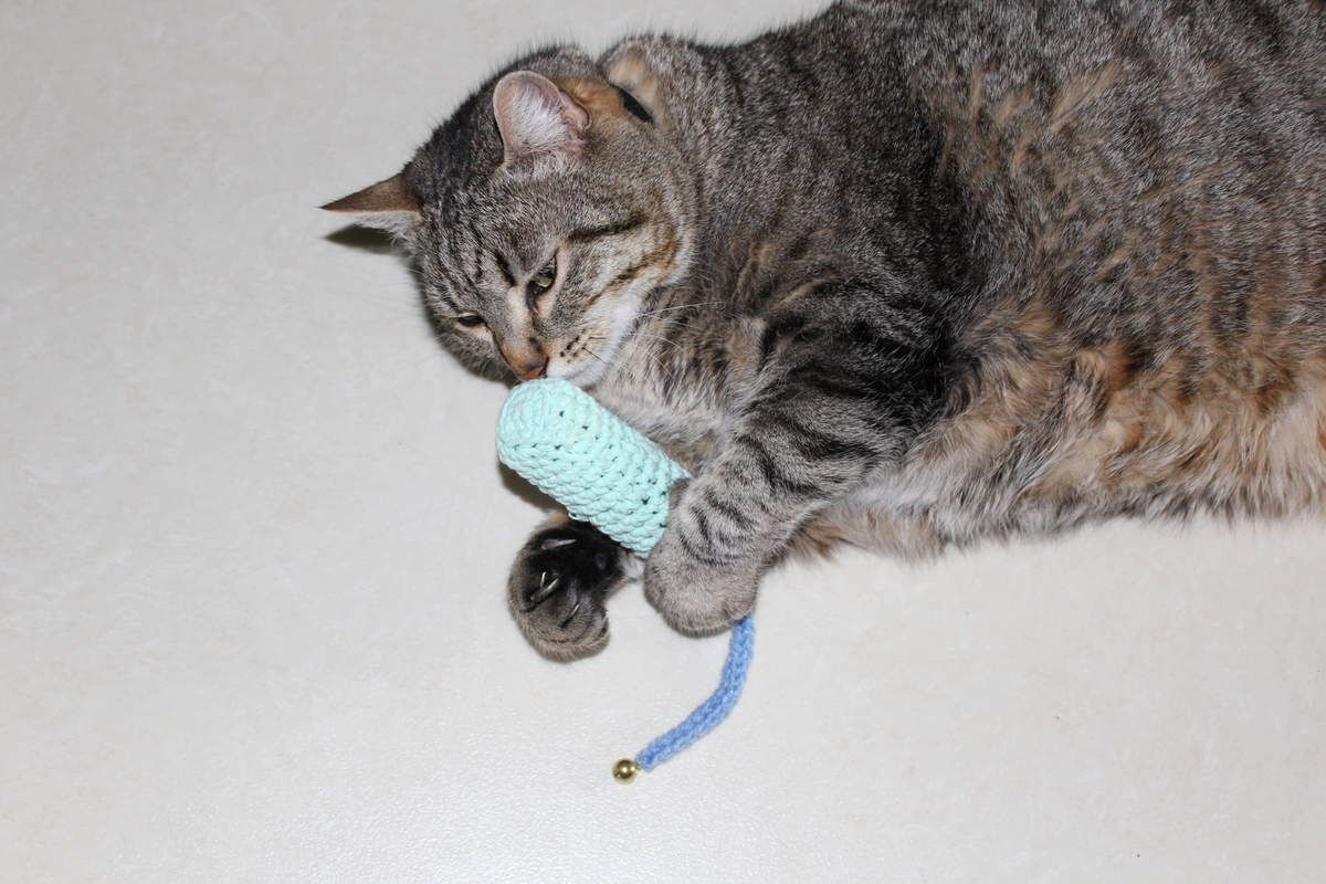 Jouets Pour Chats Le Petit Monde De Domi