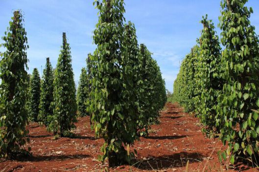 Saison de la récolte du poivre blanc de Penja au Cameroun - Xinhua