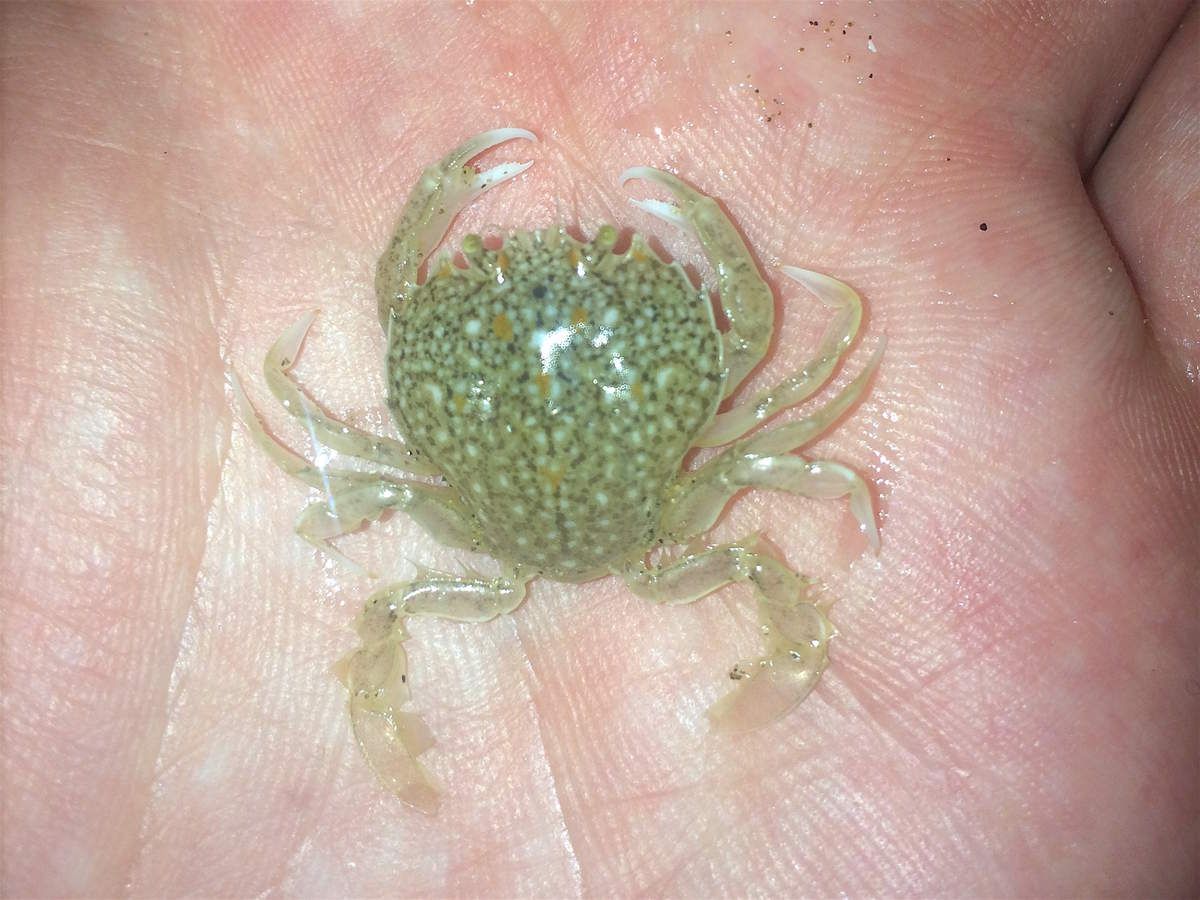 Les Crabes Surfcasting Mediterranee Les Crabes Surfcasting Mediterranee