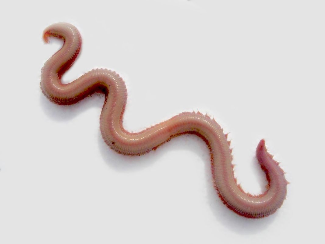 Source : https://www.gulfofme.com/product/bloodworm/