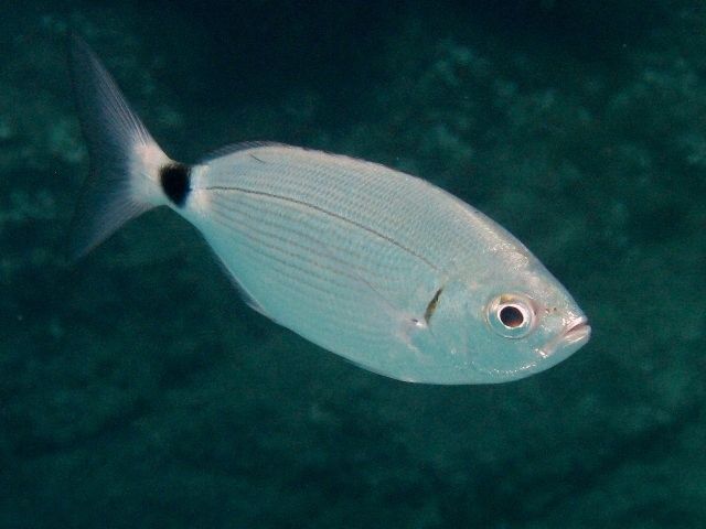 L'Oblade - Surfcasting Méditerranée