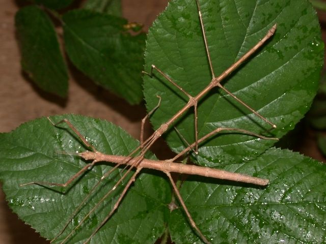 Fiche D Elevage Des Phasmes Batons Du Vietnam Medauroidea Extradentata Vavaphasme Fiche D Elevage Des Phasmes Batons Du Vietnam Medauroidea Extradentata Vavaphasme