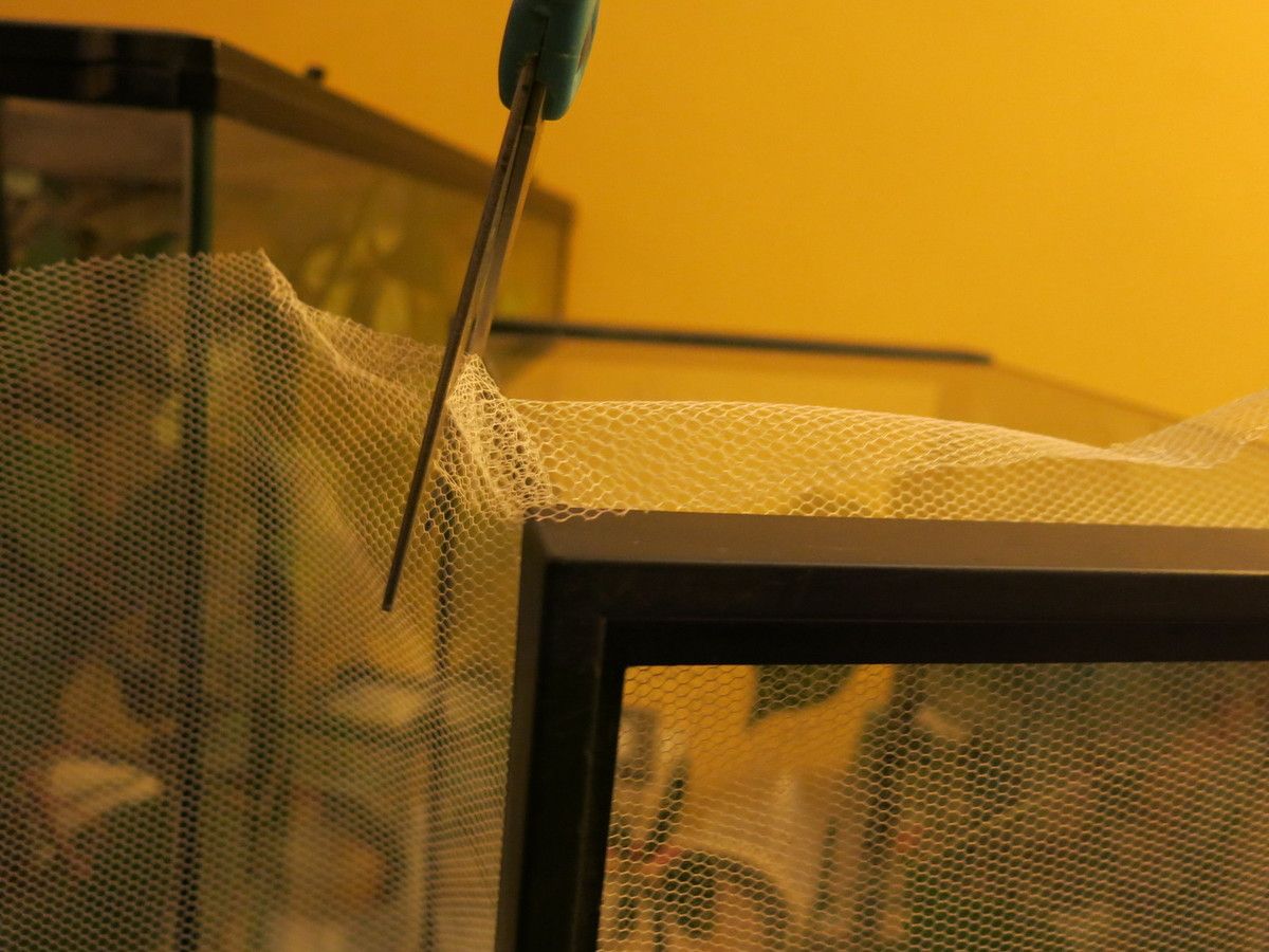 Tuto comment transformer un aquarium en terrarium ? Vavaphasme