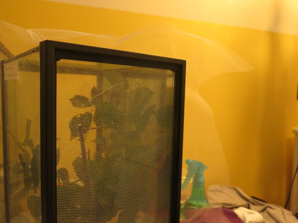 Tuto comment transformer un aquarium en terrarium ? Vavaphasme