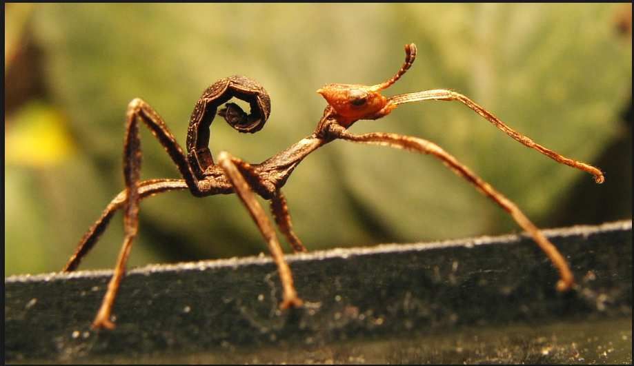 Fiche D Elevage Du Phasme Scorpion Vavaphasme