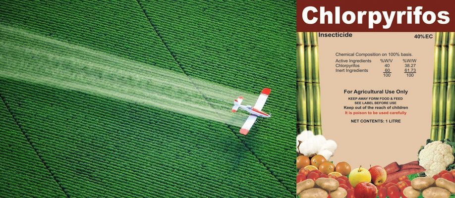 CHLORPYRIFOS SPIRULINE ENTRECASTEAUX HAUT VAR FRANCE CYRIL RIBAS SYLVIE BEALLET SPIRULINE CANCER SIDA BIEN ÊTRE REGIME PERTE DE POIDS LEUCEMIE ALZHEIMER SOMMEIL GROSSESSE ALLAITEMENT ENCEINTE DIABETE CHOLESTEROL ALLERGIES SPORT SPORTIFS FER B12 VITAMINES MINERAUX PHYCOCYANINE ACIDES GRAS ESSENTIELS ACIDES AMINÉS RIPLEY FOX ARTHROSPIRA PLATENSIS ETUDES SCIENTIFIQUES LACS DE SPIRULINE NATURELS NATURELLES FEDERATION DES SPIRULINIERS DE FRANCE MEILLEURE SPIRULINE PAYSANNE FRANCAISE BRINDILLES PAILLETTES ECO RESPONSABLE ENTRECASTEAUX HAUT VAR PROVENCE VERTE FRANCE SPIRULINE BIO NATURELLE ARTISANALE ZERO RESIDU PESTICIDES ZERO PHYTO IDEES RECETTES ANTIOXYDANTS DEFENSES IMMUNITAIRES RADICAUX LIBRES CANCER SIDA BIEN ÊTRE REGIME MINCEUR PERTE DE POIDS LEUCEMIE ALZHEIMER SOMMEIL GROSSESSE ALLAITEMENT ENCEINTE DIABETE CHOLESTEROL ALLERGIES SPORT SPORTIFS FER B12 VITAMINES MINERAUX PHYCOCYANINE ACIDES GRAS ESSENTIELS ACIDES AMINÉS RIPLEY FOX ARTHROSPIRA PLATENSIS ETUDES SCIENTIFIQUES LACS DE SPIRULINE NATURELS NATURELLES FEDERATION DES SPIRULINIERS DE FRANCE ALLERGIE CHOLESTEROL POSOLOGIE CONTRE INDICATIONS LIVRES SOLIDAIRE HUMANITAIRE DEVELOPPEMENT DURABLE TOP QUALITE PORT GRATUIT ARTHROSPIRA PLATENSIS SPIRULINA ACHETER CHOISIR VENTE COMPRIMES GELULES POUDRE BEALLET SYLVIE RIBAS CYRIL SPIRULINE LIQUIDE AB ECOCERT NATURLAND