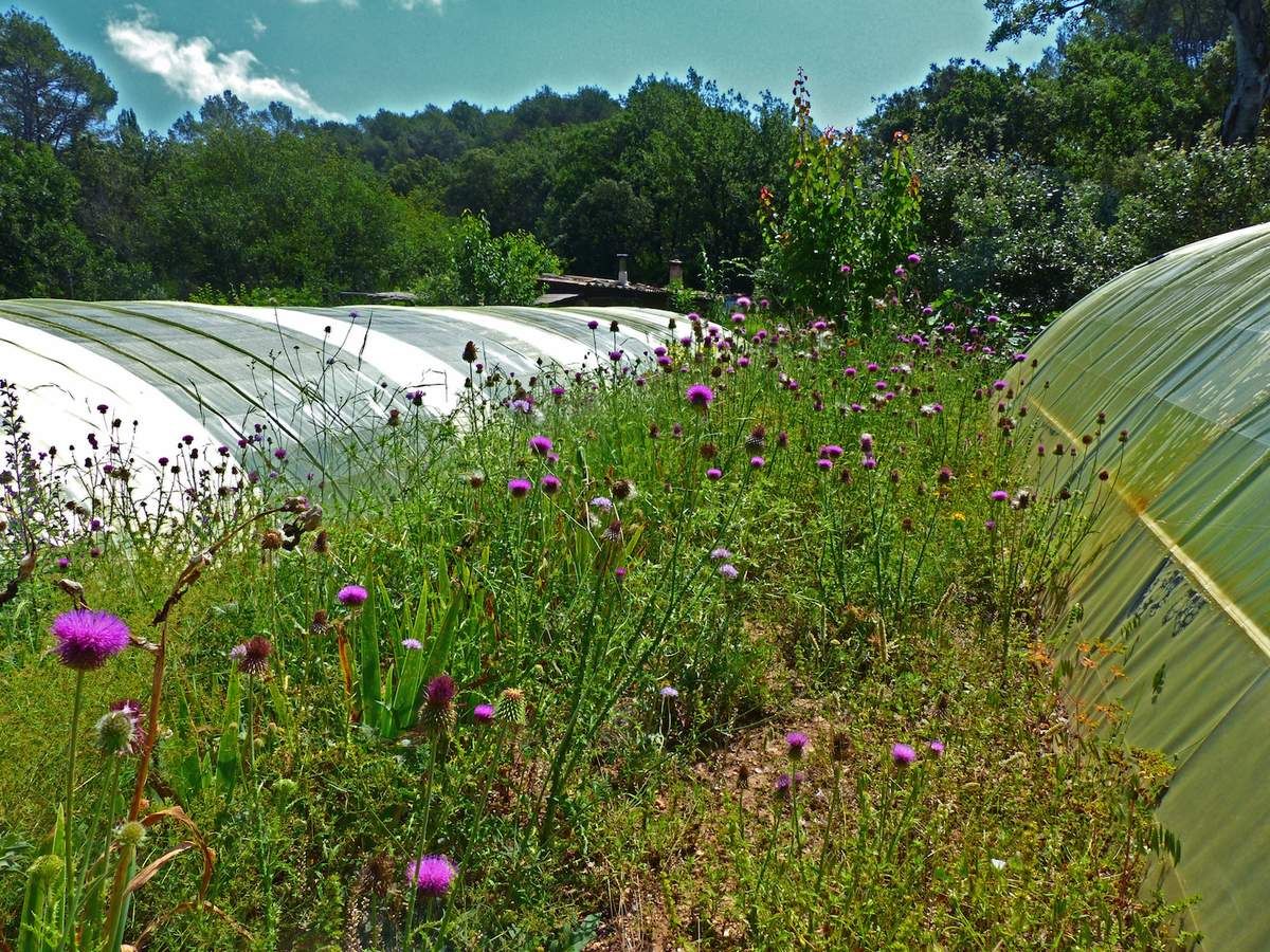 SPIRULINE PAYSANNE FRANCAISE ENTRECASTEAUX HAUT VAR PROVENCE VERTE FRANCE ZERO RESIDU DE PESTICIDES ZERO PHYTO CYRIL RIBAS SYLVIE BEALLET SPIRULINE CANCER SIDA BIEN ÊTRE REGIME PERTE DE POIDS LEUCEMIE ALZHEIMER SOMMEIL GROSSESSE ALLAITEMENT ENCEINTE DIABETE CHOLESTEROL ALLERGIES SPORT SPORTIFS FER B12 VITAMINES MINERAUX PHYCOCYANINE ACIDES GRAS ESSENTIELS ACIDES AMINÉS RIPLEY FOX ARTHROSPIRA PLATENSIS ETUDES SCIENTIFIQUES LACS DE SPIRULINE NATURELS NATURELLES FEDERATION DES SPIRULINIERS DE FRANCE MEILLEURE SPIRULINE PAYSANNE FRANCAISE BRINDILLES PAILLETTES ECO RESPONSABLE ENTRECASTEAUX HAUT VAR PROVENCE VERTE FRANCE SPIRULINE BIO NATURELLE ARTISANALE ZERO RESIDU PESTICIDES ZERO PHYTO IDEES RECETTES ANTIOXYDANTS DEFENSES IMMUNITAIRES RADICAUX LIBRES CANCER SIDA BIEN ÊTRE REGIME MINCEUR PERTE DE POIDS LEUCEMIE ALZHEIMER SOMMEIL GROSSESSE ALLAITEMENT ENCEINTE DIABETE CHOLESTEROL ALLERGIES SPORT SPORTIFS FER B12 VITAMINES MINERAUX PHYCOCYANINE ACIDES GRAS ESSENTIELS ACIDES AMINÉS RIPLEY FOX ARTHROSPIRA PLATENSIS ETUDES SCIENTIFIQUES LACS DE SPIRULINE NATURELS NATURELLES FEDERATION DES SPIRULINIERS DE FRANCE ALLERGIE CHOLESTEROL POSOLOGIE CONTRE INDICATIONS LIVRES SOLIDAIRE HUMANITAIRE DEVELOPPEMENT DURABLE TOP QUALITE PORT GRATUIT ARTHROSPIRA PLATENSIS SPIRULINA ACHETER CHOISIR VENTE COMPRIMES GELULES POUDRE BEALLET SYLVIE RIBAS CYRIL SPIRULINE LIQUIDE AB ECOCERT NATURLAND
