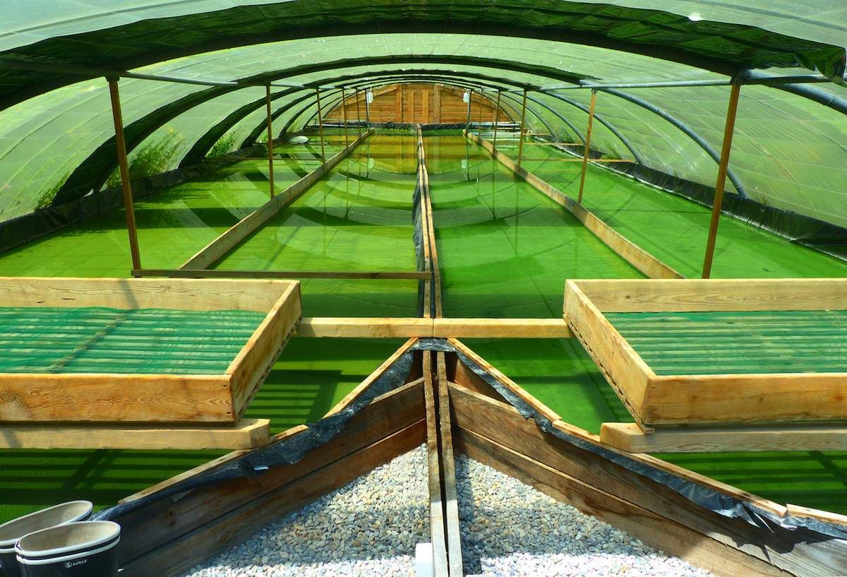 SPIRULINE PAYSANNE FRANCAISE ENTRECASTEAUX HAUT VAR PROVENCE VERTE FRANCE ZERO RESIDU DE PESTICIDES ZERO PHYTO CYRIL RIBAS SYLVIE BEALLET SPIRULINE CANCER SIDA BIEN ÊTRE REGIME PERTE DE POIDS LEUCEMIE ALZHEIMER SOMMEIL GROSSESSE ALLAITEMENT ENCEINTE DIABETE CHOLESTEROL ALLERGIES SPORT SPORTIFS FER B12 VITAMINES MINERAUX PHYCOCYANINE ACIDES GRAS ESSENTIELS ACIDES AMINÉS RIPLEY FOX ARTHROSPIRA PLATENSIS ETUDES SCIENTIFIQUES LACS DE SPIRULINE NATURELS NATURELLES FEDERATION DES SPIRULINIERS DE FRANCE MEILLEURE SPIRULINE PAYSANNE FRANCAISE BRINDILLES PAILLETTES ECO RESPONSABLE ENTRECASTEAUX HAUT VAR PROVENCE VERTE FRANCE SPIRULINE BIO NATURELLE ARTISANALE ZERO RESIDU PESTICIDES ZERO PHYTO IDEES RECETTES ANTIOXYDANTS DEFENSES IMMUNITAIRES RADICAUX LIBRES CANCER SIDA BIEN ÊTRE REGIME MINCEUR PERTE DE POIDS LEUCEMIE ALZHEIMER SOMMEIL GROSSESSE ALLAITEMENT ENCEINTE DIABETE CHOLESTEROL ALLERGIES SPORT SPORTIFS FER B12 VITAMINES MINERAUX PHYCOCYANINE ACIDES GRAS ESSENTIELS ACIDES AMINÉS RIPLEY FOX ARTHROSPIRA PLATENSIS ETUDES SCIENTIFIQUES LACS DE SPIRULINE NATURELS NATURELLES FEDERATION DES SPIRULINIERS DE FRANCE ALLERGIE CHOLESTEROL POSOLOGIE CONTRE INDICATIONS LIVRES SOLIDAIRE HUMANITAIRE DEVELOPPEMENT DURABLE TOP QUALITE PORT GRATUIT ARTHROSPIRA PLATENSIS SPIRULINA ACHETER CHOISIR VENTE COMPRIMES GELULES POUDRE BEALLET SYLVIE RIBAS CYRIL SPIRULINE LIQUIDE AB ECOCERT NATURLAND