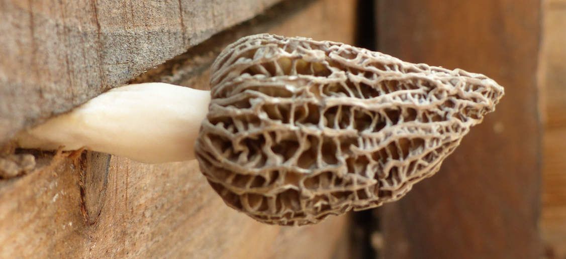 SPIRULINE PAYSANNE FRANCAISE ENTRECASTEAUX HAUT VAR PROVENCE VERTE FRANCE ZERO RESIDU DE PESTICIDES ZERO PHYTO CYRIL RIBAS SYLVIE BEALLET SPIRULINE CANCER SIDA BIEN ÊTRE REGIME PERTE DE POIDS LEUCEMIE ALZHEIMER SOMMEIL GROSSESSE ALLAITEMENT ENCEINTE DIABETE CHOLESTEROL ALLERGIES SPORT SPORTIFS FER B12 VITAMINES MINERAUX PHYCOCYANINE ACIDES GRAS ESSENTIELS ACIDES AMINÉS RIPLEY FOX ARTHROSPIRA PLATENSIS ETUDES SCIENTIFIQUES LACS DE SPIRULINE NATURELS NATURELLES FEDERATION DES SPIRULINIERS DE FRANCE MEILLEURE SPIRULINE PAYSANNE FRANCAISE BRINDILLES PAILLETTES ECO RESPONSABLE ENTRECASTEAUX HAUT VAR PROVENCE VERTE FRANCE SPIRULINE BIO NATURELLE ARTISANALE ZERO RESIDU PESTICIDES ZERO PHYTO IDEES RECETTES ANTIOXYDANTS DEFENSES IMMUNITAIRES RADICAUX LIBRES CANCER SIDA BIEN ÊTRE REGIME MINCEUR PERTE DE POIDS LEUCEMIE ALZHEIMER SOMMEIL GROSSESSE ALLAITEMENT ENCEINTE DIABETE CHOLESTEROL ALLERGIES SPORT SPORTIFS FER B12 VITAMINES MINERAUX PHYCOCYANINE ACIDES GRAS ESSENTIELS ACIDES AMINÉS RIPLEY FOX ARTHROSPIRA PLATENSIS ETUDES SCIENTIFIQUES LACS DE SPIRULINE NATURELS NATURELLES FEDERATION DES SPIRULINIERS DE FRANCE ALLERGIE CHOLESTEROL POSOLOGIE CONTRE INDICATIONS LIVRES SOLIDAIRE HUMANITAIRE DEVELOPPEMENT DURABLE TOP QUALITE PORT GRATUIT ARTHROSPIRA PLATENSIS SPIRULINA ACHETER CHOISIR VENTE COMPRIMES GELULES POUDRE BEALLET SYLVIE RIBAS CYRIL SPIRULINE LIQUIDE AB ECOCERT NATURLAND