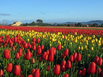 SPIRULINE PAYSANNE FRANCAISE ENTRECASTEAUX HAUT VAR PROVENCE VERTE FRANCE ZERO RESIDU DE PESTICIDES ZERO PHYTO CYRIL RIBAS SYLVIE BEALLET SPIRULINE CANCER SIDA BIEN ÊTRE REGIME PERTE DE POIDS LEUCEMIE ALZHEIMER SOMMEIL GROSSESSE ALLAITEMENT ENCEINTE DIABETE CHOLESTEROL ALLERGIES SPORT SPORTIFS FER B12 VITAMINES MINERAUX PHYCOCYANINE ACIDES GRAS ESSENTIELS ACIDES AMINÉS RIPLEY FOX ARTHROSPIRA PLATENSIS ETUDES SCIENTIFIQUES LACS DE SPIRULINE NATURELS NATURELLES FEDERATION DES SPIRULINIERS DE FRANCE MEILLEURE SPIRULINE PAYSANNE FRANCAISE BRINDILLES PAILLETTES ECO RESPONSABLE ENTRECASTEAUX HAUT VAR PROVENCE VERTE FRANCE SPIRULINE BIO NATURELLE ARTISANALE ZERO RESIDU PESTICIDES ZERO PHYTO IDEES RECETTES ANTIOXYDANTS DEFENSES IMMUNITAIRES RADICAUX LIBRES CANCER SIDA BIEN ÊTRE REGIME MINCEUR PERTE DE POIDS LEUCEMIE ALZHEIMER SOMMEIL GROSSESSE ALLAITEMENT ENCEINTE DIABETE CHOLESTEROL ALLERGIES SPORT SPORTIFS FER B12 VITAMINES MINERAUX PHYCOCYANINE ACIDES GRAS ESSENTIELS ACIDES AMINÉS RIPLEY FOX ARTHROSPIRA PLATENSIS ETUDES SCIENTIFIQUES LACS DE SPIRULINE NATURELS NATURELLES FEDERATION DES SPIRULINIERS DE FRANCE ALLERGIE CHOLESTEROL POSOLOGIE CONTRE INDICATIONS LIVRES SOLIDAIRE HUMANITAIRE DEVELOPPEMENT DURABLE TOP QUALITE PORT GRATUIT ARTHROSPIRA PLATENSIS SPIRULINA ACHETER CHOISIR VENTE COMPRIMES GELULES POUDRE BEALLET SYLVIE RIBAS CYRIL SPIRULINE LIQUIDE AB ECOCERT NATURLAND