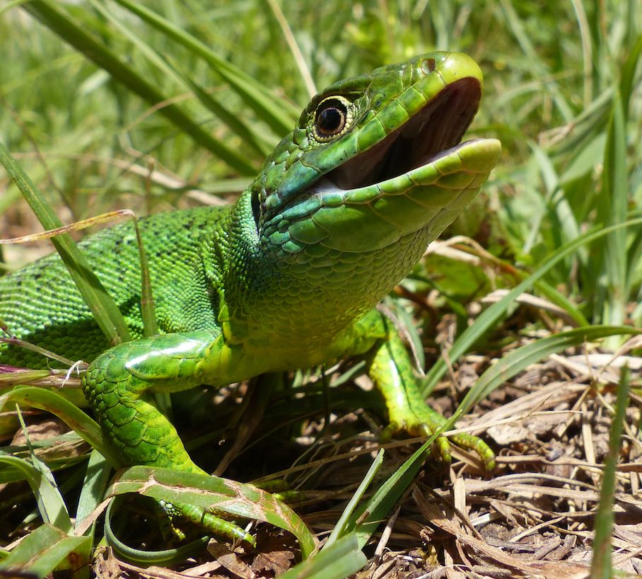 LEZARD VERT OCCIDENTAL LACERTA BILINEATA SPIRULINE PAYSANNE FRANCAISE ENTRECASTEAUX HAUT VAR PROVENCE VERTE FRANCE ZERO RESIDU DE PESTICIDES ZERO PHYTO CYRIL RIBAS SYLVIE BEALLET SPIRULINE CANCER SIDA BIEN ÊTRE REGIME PERTE DE POIDS LEUCEMIE ALZHEIMER SOMMEIL GROSSESSE ALLAITEMENT ENCEINTE DIABETE CHOLESTEROL ALLERGIES SPORT SPORTIFS FER B12 VITAMINES MINERAUX PHYCOCYANINE ACIDES GRAS ESSENTIELS ACIDES AMINÉS RIPLEY FOX ARTHROSPIRA PLATENSIS ETUDES SCIENTIFIQUES LACS DE SPIRULINE NATURELS NATURELLES FEDERATION DES SPIRULINIERS DE FRANCE MEILLEURE SPIRULINE PAYSANNE FRANCAISE BRINDILLES PAILLETTES ECO RESPONSABLE ENTRECASTEAUX HAUT VAR PROVENCE VERTE FRANCE SPIRULINE BIO NATURELLE ARTISANALE ZERO RESIDU PESTICIDES ZERO PHYTO IDEES RECETTES ANTIOXYDANTS DEFENSES IMMUNITAIRES RADICAUX LIBRES CANCER SIDA BIEN ÊTRE REGIME MINCEUR PERTE DE POIDS LEUCEMIE ALZHEIMER SOMMEIL GROSSESSE ALLAITEMENT ENCEINTE DIABETE CHOLESTEROL ALLERGIES SPORT SPORTIFS FER B12 VITAMINES MINERAUX PHYCOCYANINE ACIDES GRAS ESSENTIELS ACIDES AMINÉS RIPLEY FOX ARTHROSPIRA PLATENSIS ETUDES SCIENTIFIQUES LACS DE SPIRULINE NATURELS NATURELLES FEDERATION DES SPIRULINIERS DE FRANCE ALLERGIE CHOLESTEROL POSOLOGIE CONTRE INDICATIONS LIVRES SOLIDAIRE HUMANITAIRE DEVELOPPEMENT DURABLE TOP QUALITE PORT GRATUIT ARTHROSPIRA PLATENSIS SPIRULINA ACHETER CHOISIR VENTE COMPRIMES GELULES POUDRE BEALLET SYLVIE RIBAS CYRIL SPIRULINE LIQUIDE AB ECOCERT NATURLAND FLAMANT ROSE