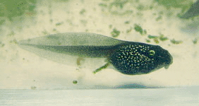 ob_07484b_tetard1.gif