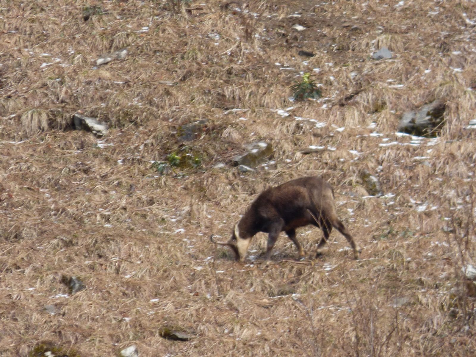 Chamois