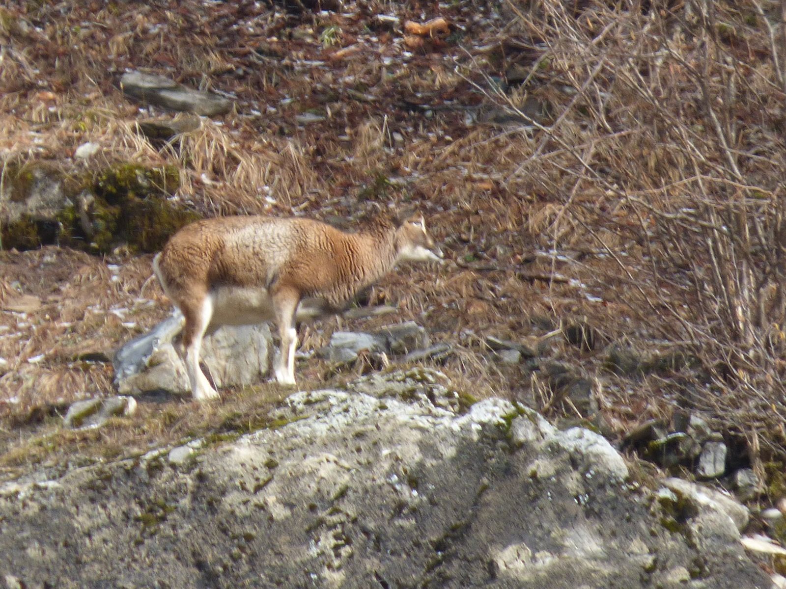 Mouflon