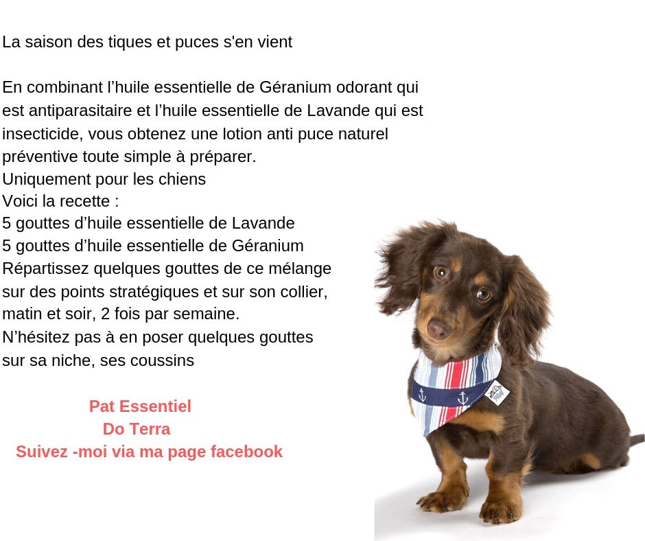 Anti Puce Pour Chien Guylaine Au Naturel