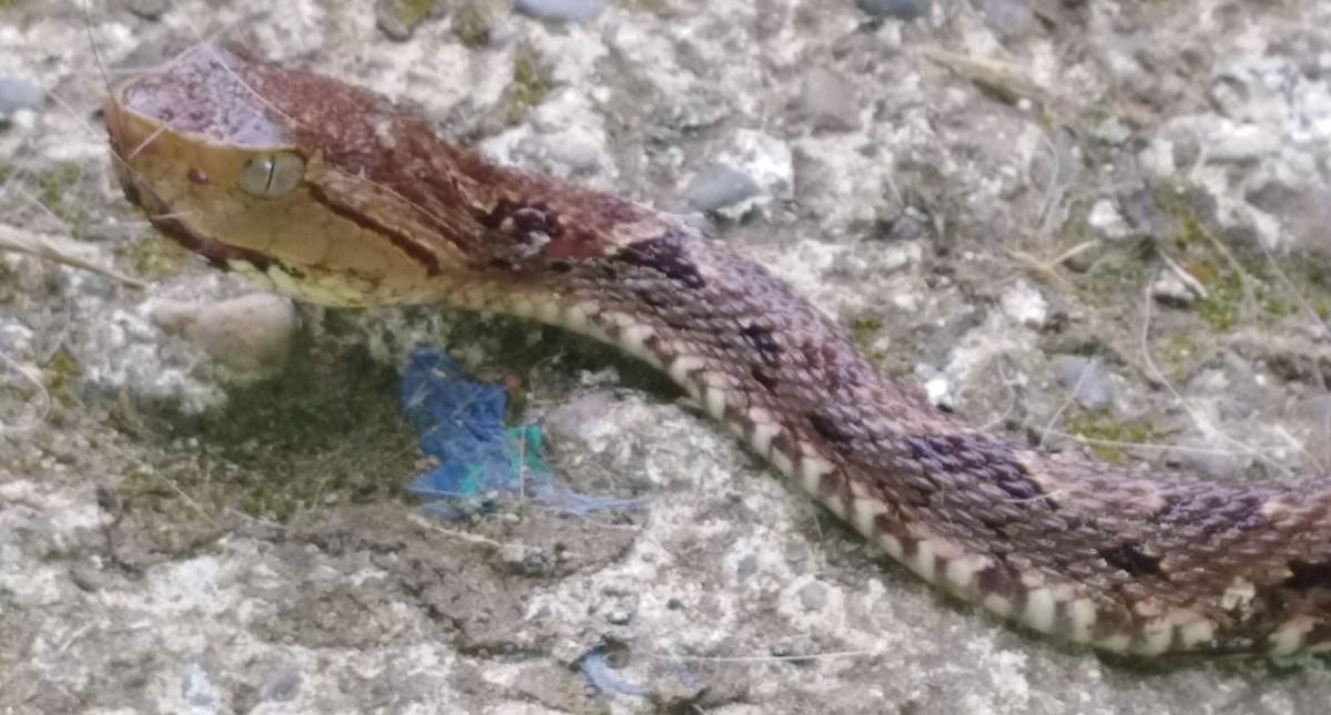Les Cytotoxines Venin Des Serpents Venimeux Du Costa Rica
