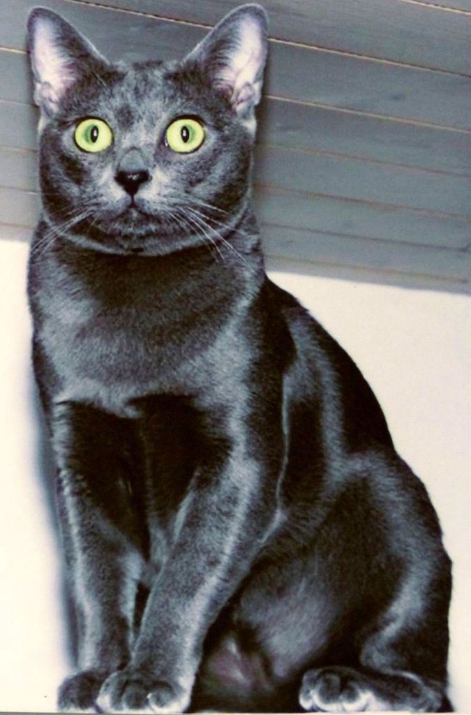 Le Chat Korat Noy Et Gilbert En Thailande