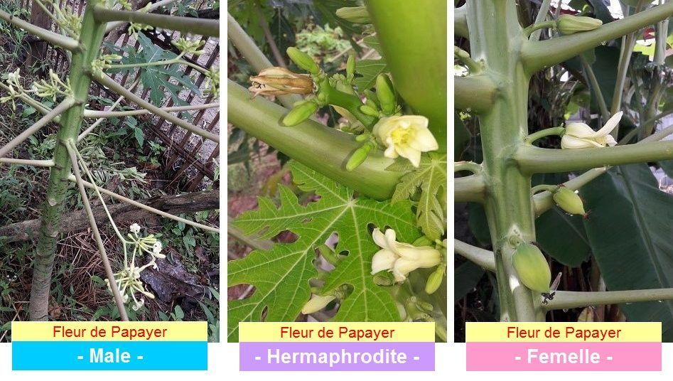 Cette pratique est courante dans les exploitations agricoles qui produisent des papayes, certaines mêmes ne conservent que des arbres hermaphrodites.