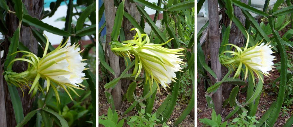 Fleur du jour (18-28)