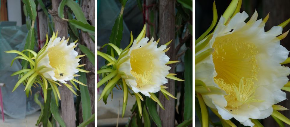 Fleur du jour (18-28)