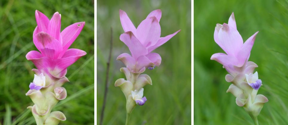Fleur du jour (18-27) - Dok Krachiao