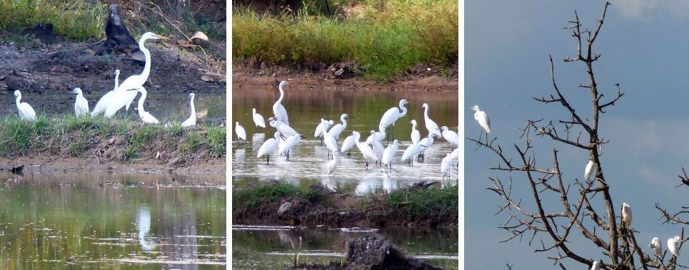 - cliquez sur les photos pour agrandir -